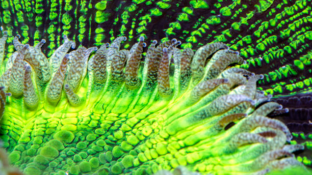 Brain coral(hard coral) stock photo