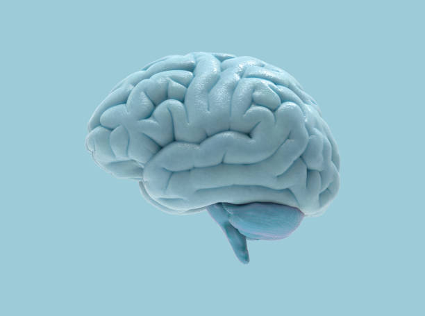 3 d 脳図青い bg に分離 - 脳 ストックフォトと画像