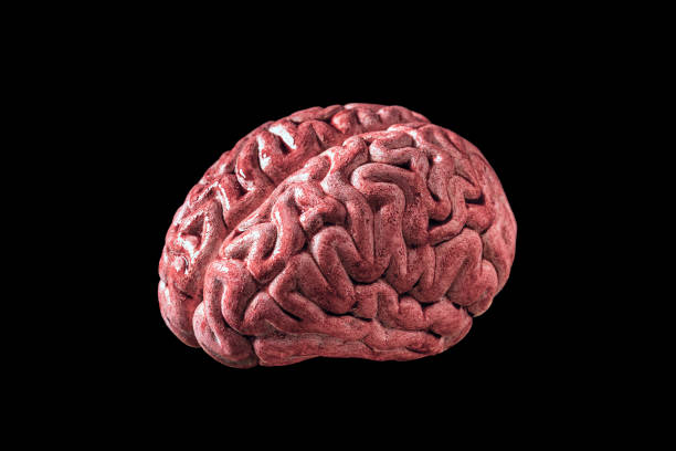 Brain with blood isolated on black background with clipping path stock photo