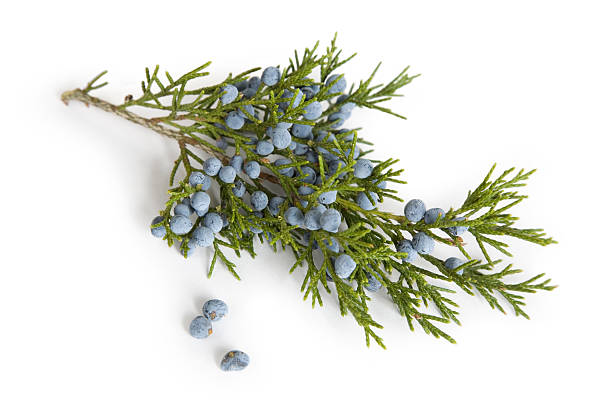 Branch and Berries  of Juniper (Cedar) Tree  cedar tree stock pictures, royalty-free photos & images