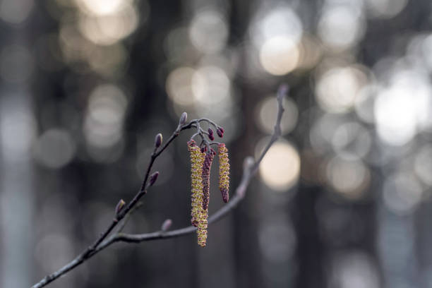 Branch of Alder tree (Alnus glutinosa) with buds and flowers at spring. Beautiful Bokeh lights at the background. stock photo
