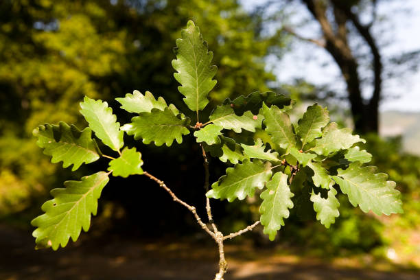 A branch of an oak tree with leaves close-up. stock photo