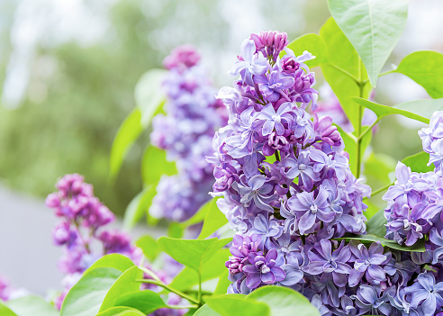 A branch of blooming beautiful spring lilac in a summer garden on a green background. Lilac close-up.