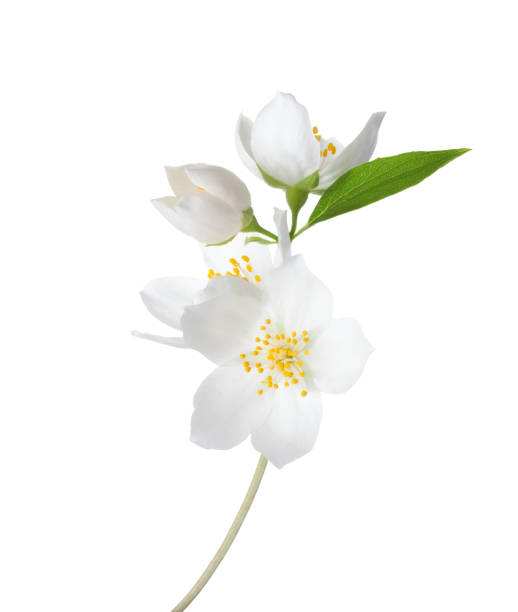 branch of  jasmine's (philadelphus) flowers isolated on white background. - cabeça de flor imagens e fotografias de stock