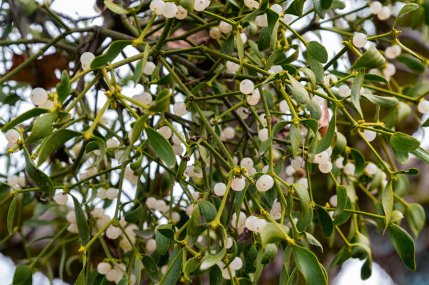 Branch of mistletoe or viscum with white fruits. stock photo