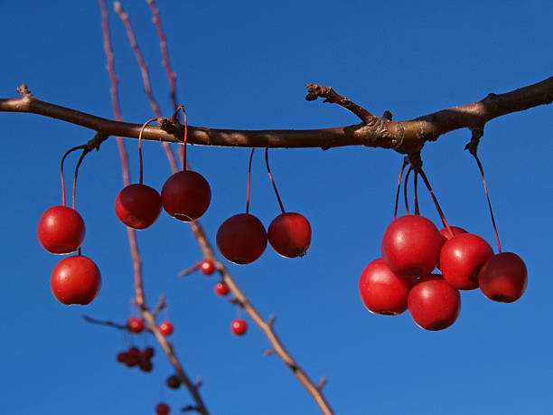 Branch of Ornamental Crabapple Fruits in Azure Sky stock photo