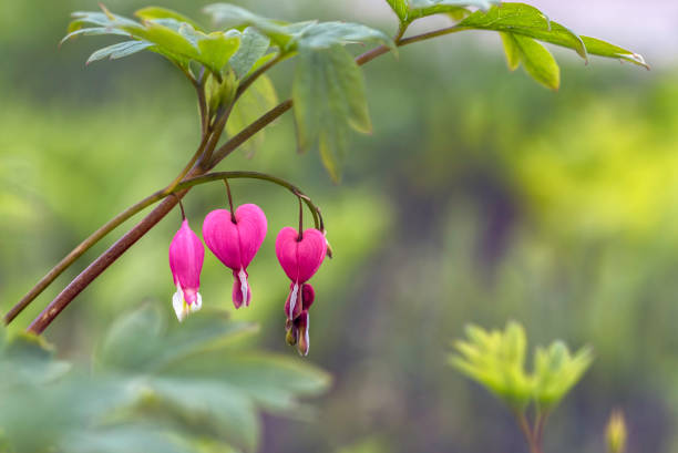 Branch with heart shaped flowers named "Bleeding heart" (lat. Lamprocapnos spectabilis or Dicentra) stock photo
