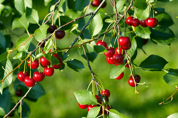 Branch with many cherries stock photo