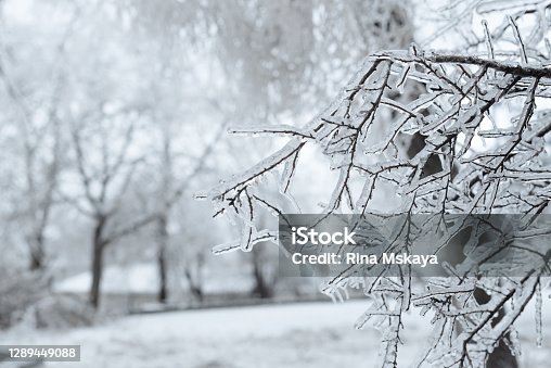 istock Branches  covered with ice after freezing rain. Sparkling ice covered everything after ice storm cyclone. Terrible beauty of nature concept. Winter landscape, scene, postcard. Selective focus. 1289449088