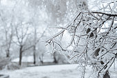 istock Branches  covered with ice after freezing rain. Sparkling ice covered everything after ice storm cyclone. Terrible beauty of nature concept. Winter landscape, scene, postcard. Selective focus. 1289449088