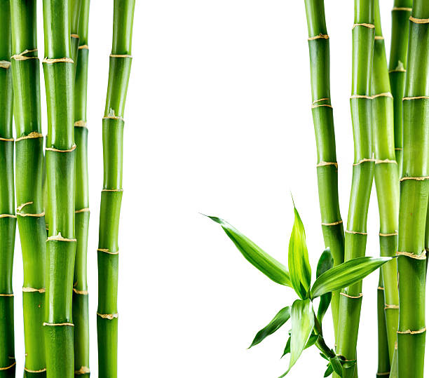 branches of bamboo board border of bamboo stalk isolated bamboo plant stock pictures, royalty-free photos & images