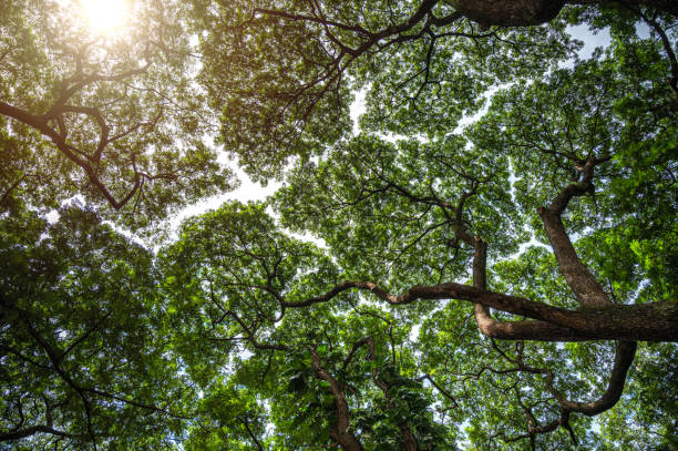 Branches of big green trees and sunlight from under the tree. Crown shyness phonomenon, tree crowns do not touch each other Branches of big green trees and sunlight from under the tree. Crown shyness phonomenon, tree crowns do not touch each other canopy stock pictures, royalty-free photos & images