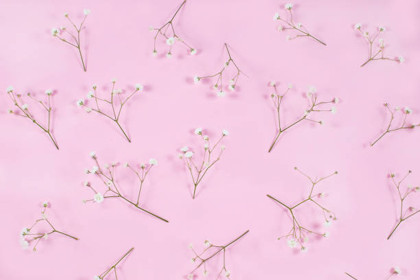 Branches with Gypsophila buds on a pink pastel background. stock photo