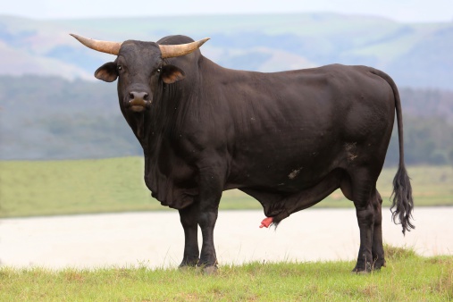 Banteng Ternak Brangus Foto Stok - Unduh Gambar Sekar cuckold pic Banteng Ternak Brangus Foto Stok - Unduh Gambar Sekar