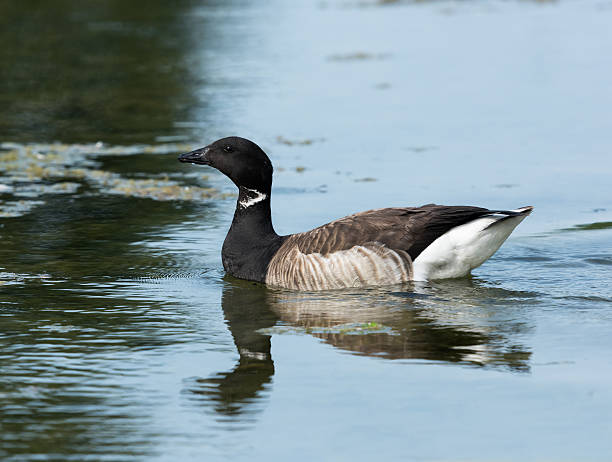 Brant Goose Swimming stock photo