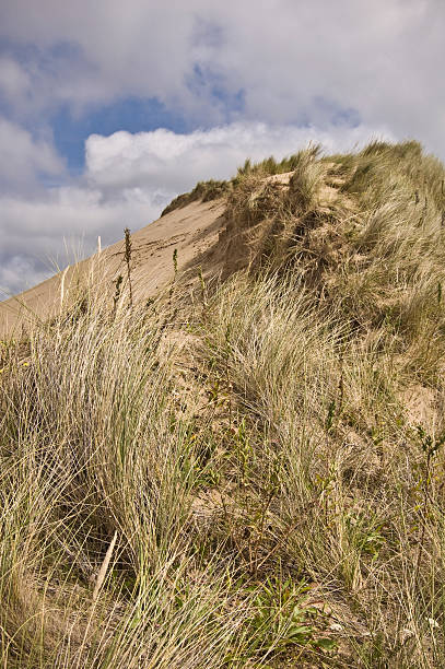 Braunton sands.  braunton stock pictures, royalty-free photos & images