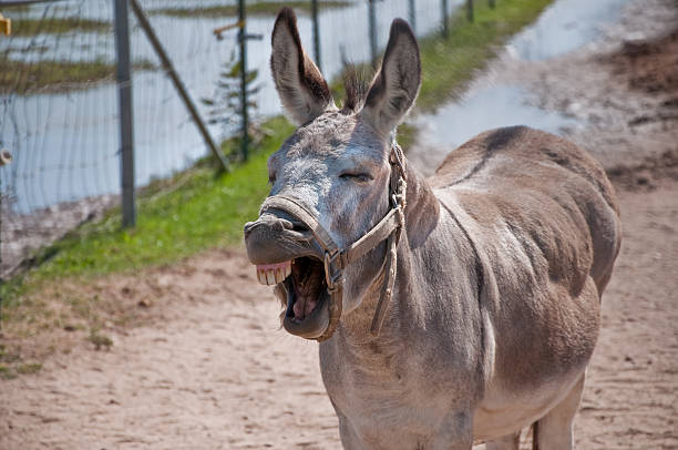 Braying Donkey A donkey brays with its eyes closed against a dirt, mud and fence background. donkey teeth stock pictures, royalty-free photos & images