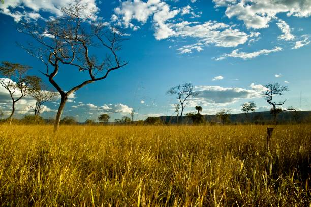 Brazilian Closed Twisted and smal trees in a typical field of the Brazilian cerrado bush land photos stock pictures, royalty-free photos & images