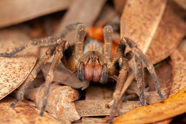Brazilian wandering spider - danger poisonous Phoneutria Ctenidae Brazilian wandering spider - danger poisonous Phoneutria Ctenidae arachnophobia stock pictures, royalty-free photos & images