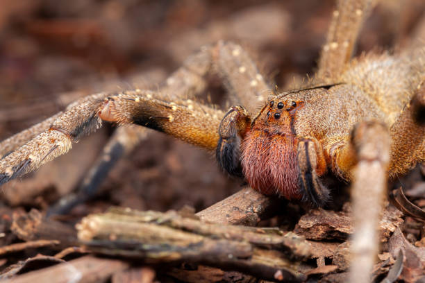 Brazilian wandering spider Phoneutria nigriventer stock photo