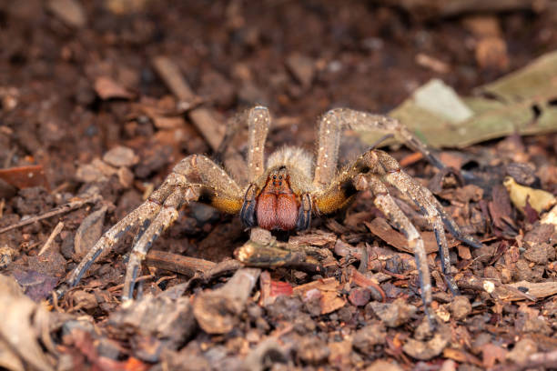Brazilian wandering spider Phoneutria nigriventer stock photo