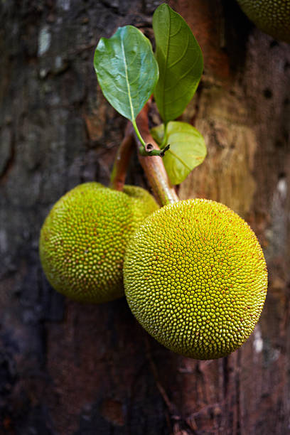 Breadfruit stock photo