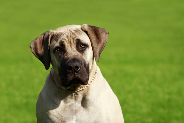 Breed dog English Mastiff Breed dog English Mastiff on a green grass english culture stock pictures, royalty-free photos & images