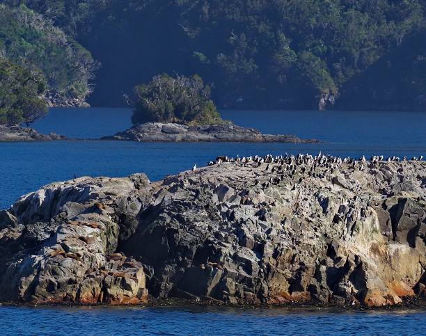 A breeding colony of Imperial Cormorants in the Chilean fjords stock photo