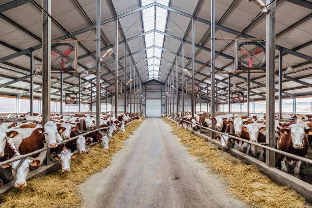 Breeding of cows in free livestock stall stock photo