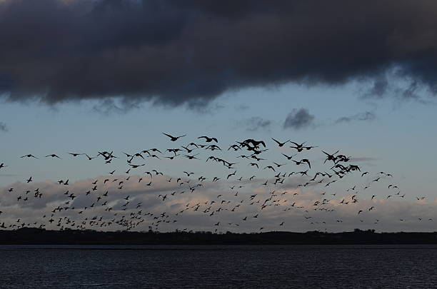 Brent Geese Brent Geese in flight at Strangford Lough, N.Ireland strangford lough stock pictures, royalty-free photos & images