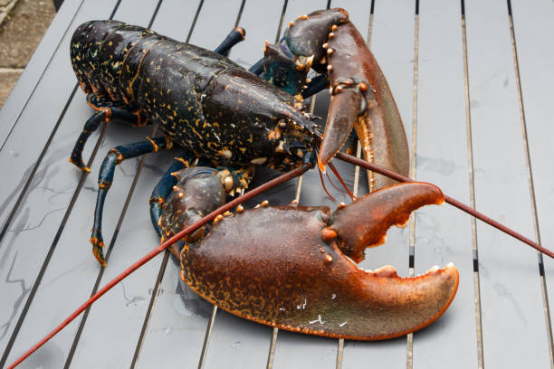Breton alive lobster stock photo