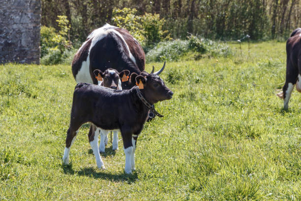 Breton Pie Noire calf and cows stock photo