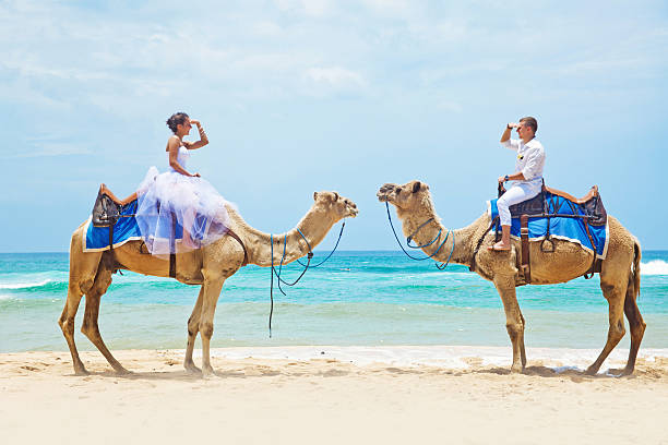 Bride and groom riding camels on the beach Bali hot arab women stock pictures, royalty-free photos & images