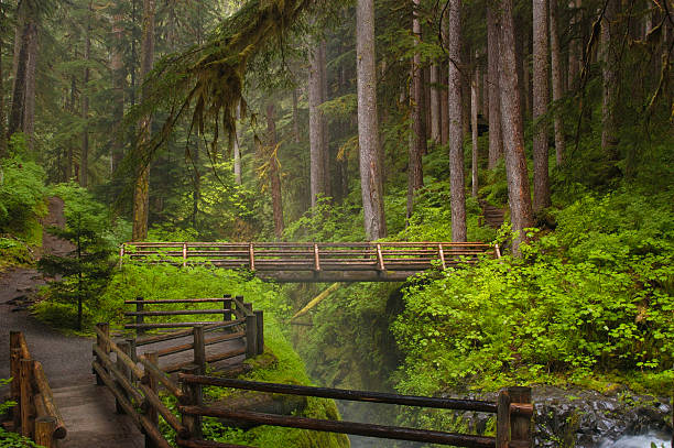 Bridge at Sol Duc Falls A boardwalk pathway and bridge spanning Sol Duc Falls in Olympic National Park, Washington USA olympic national park stock pictures, royalty-free photos & images