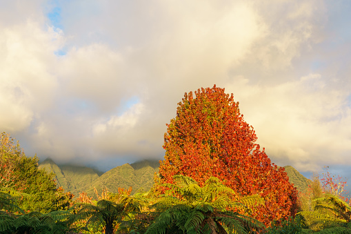 Bright autumn foliage of maple tree stands out against green of trees and mountains being enveloped in low cloud. at Fox, in South Island New Zealand.
