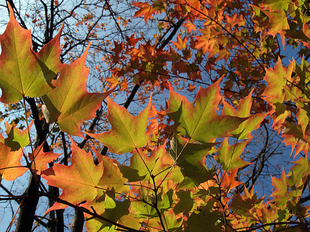 Bright Autumn Sugar Maple Leaves in Pennsylvania, Back-lit Wide View stock photo