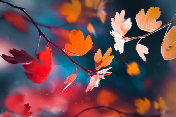 Photo of Bright  autumn summer natural background. Red and yellow leaves  in the autumn forest. Magical nature og autumn.