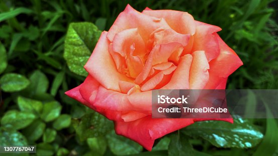 istock Bright bicolor rose named Circus 1307767047