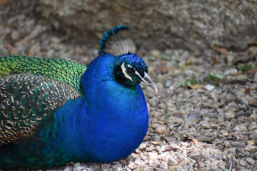 Head of male peacock bird