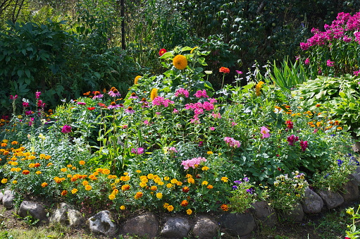 A flowerbed with decorative garden flowers on a dacha plot