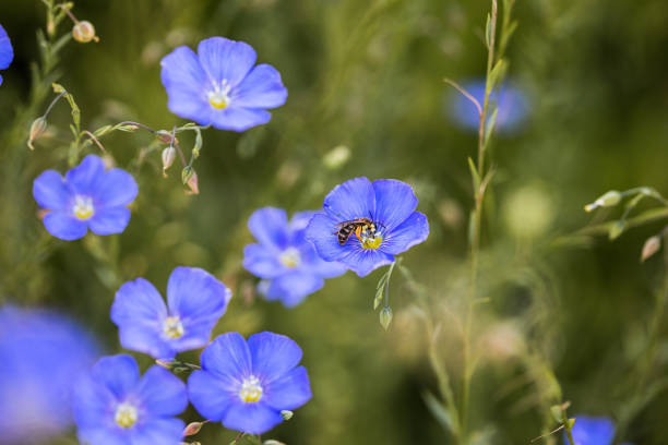 Bright delicate blue flower of decorative flax flower and its shoot on grassy background. Agricultural field of industrial flax in stage of active flowering in summer stock photo