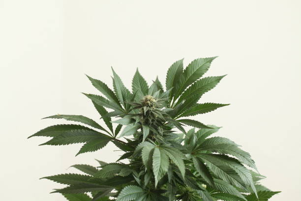bright flowering cannabis plants stock photo