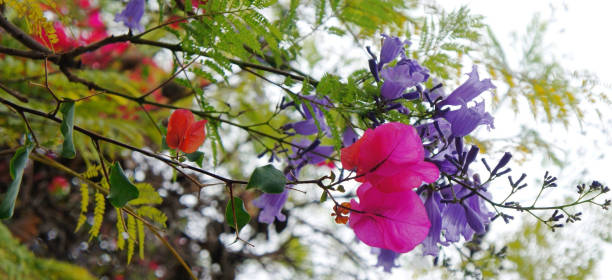 Bright flowers jacaranda and bougainvillea in summer garden. los Angeles bougainvillea photos stock pictures, royalty-free photos & images