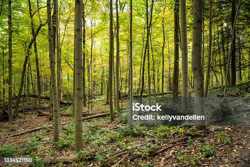 istock Bright Green Canopy Fills the Forest With Light 1334521150