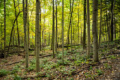 istock Bright Green Canopy Fills the Forest With Light 1334521150
