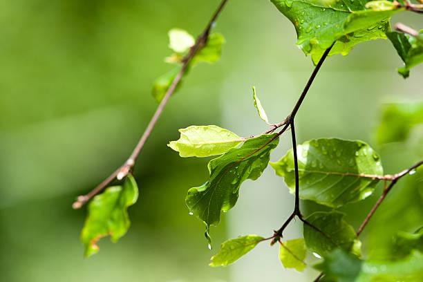 Bright green leaves from a beech tree stock photo