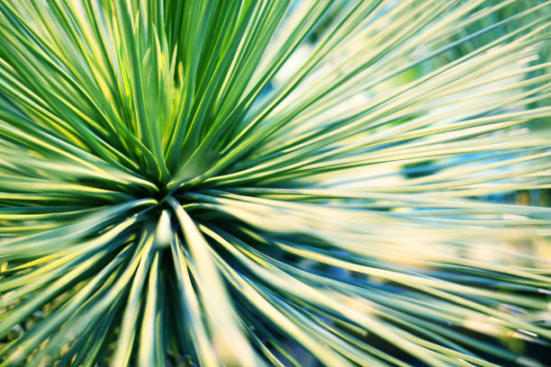 Bright green leaves of palm tree or ornamental houseplant blurred background close up macro stock photo