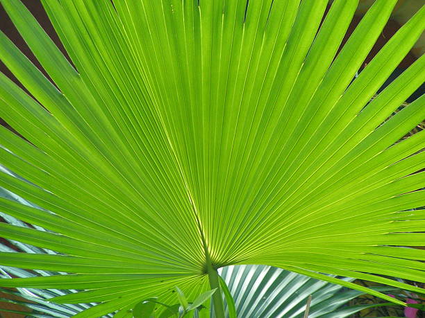 Bright Green Palm Leaf stock photo