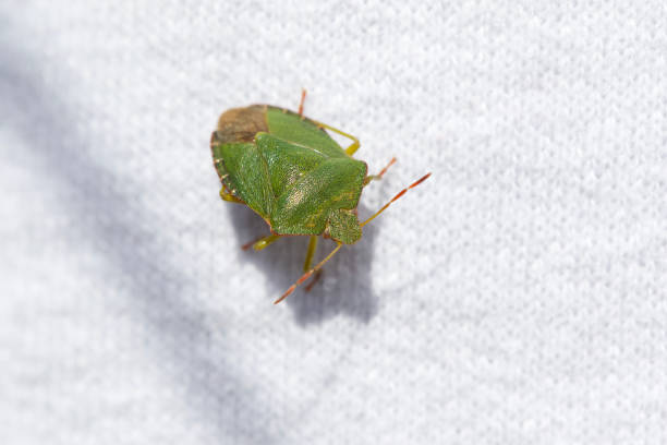 A bright green shield Bug. stock photo