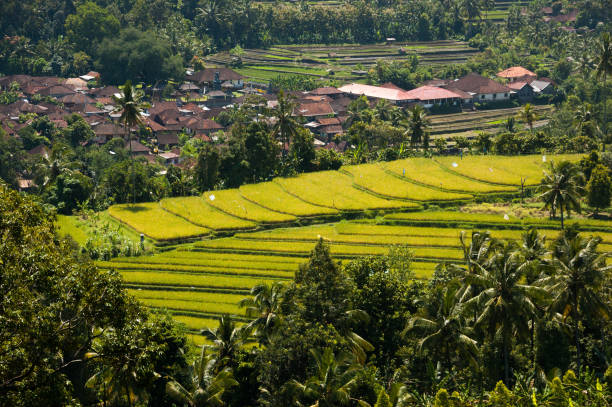 Bright green, terraced rice fields beside village, Munduk, Bali, Indonesia stock photo